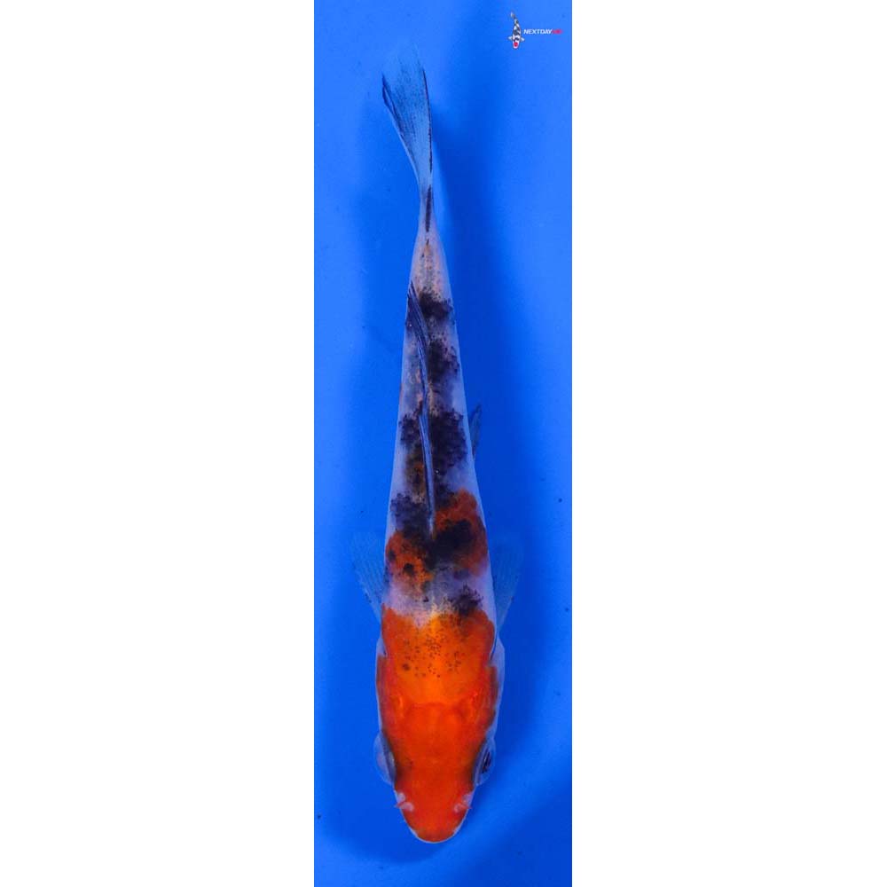 4” Imported Sanke