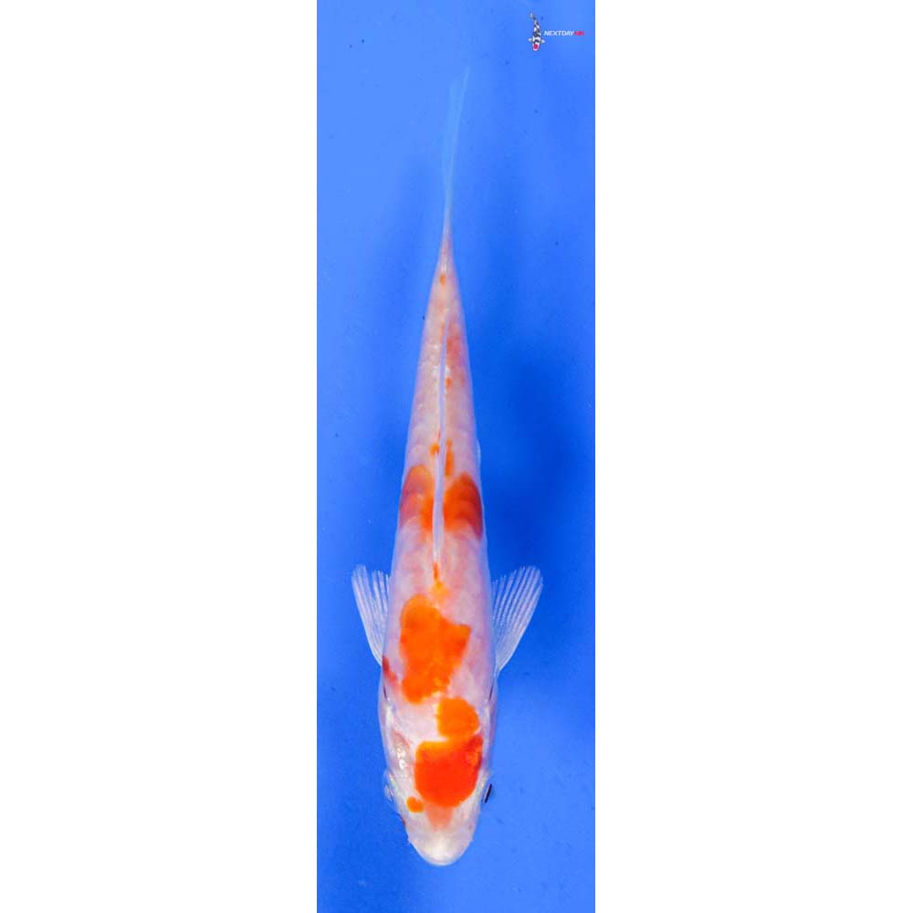 4” Imported Kikusui