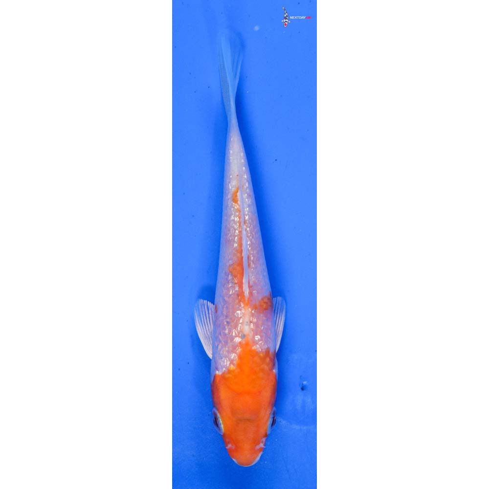4” Imported Gin Rin Hariwake
