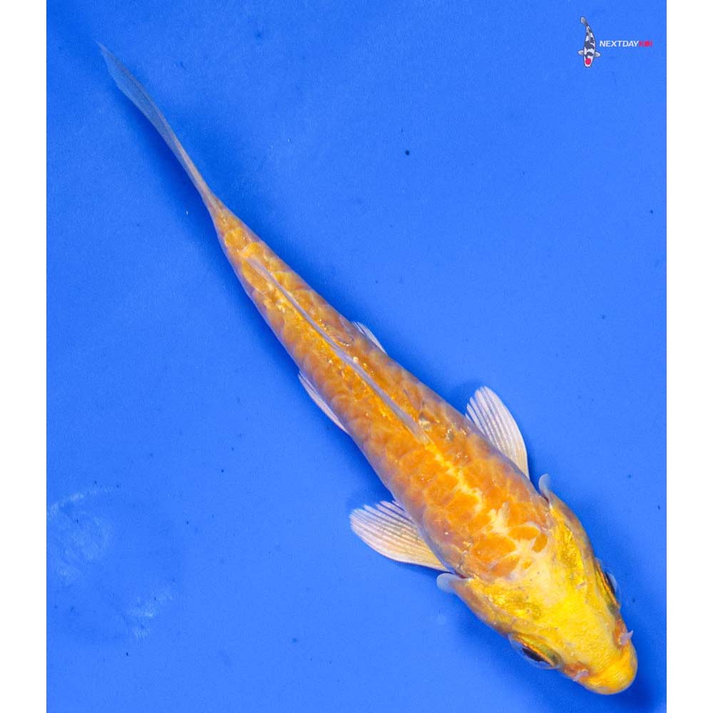 4” Imported Armor Scaled Yamabuki Ogon