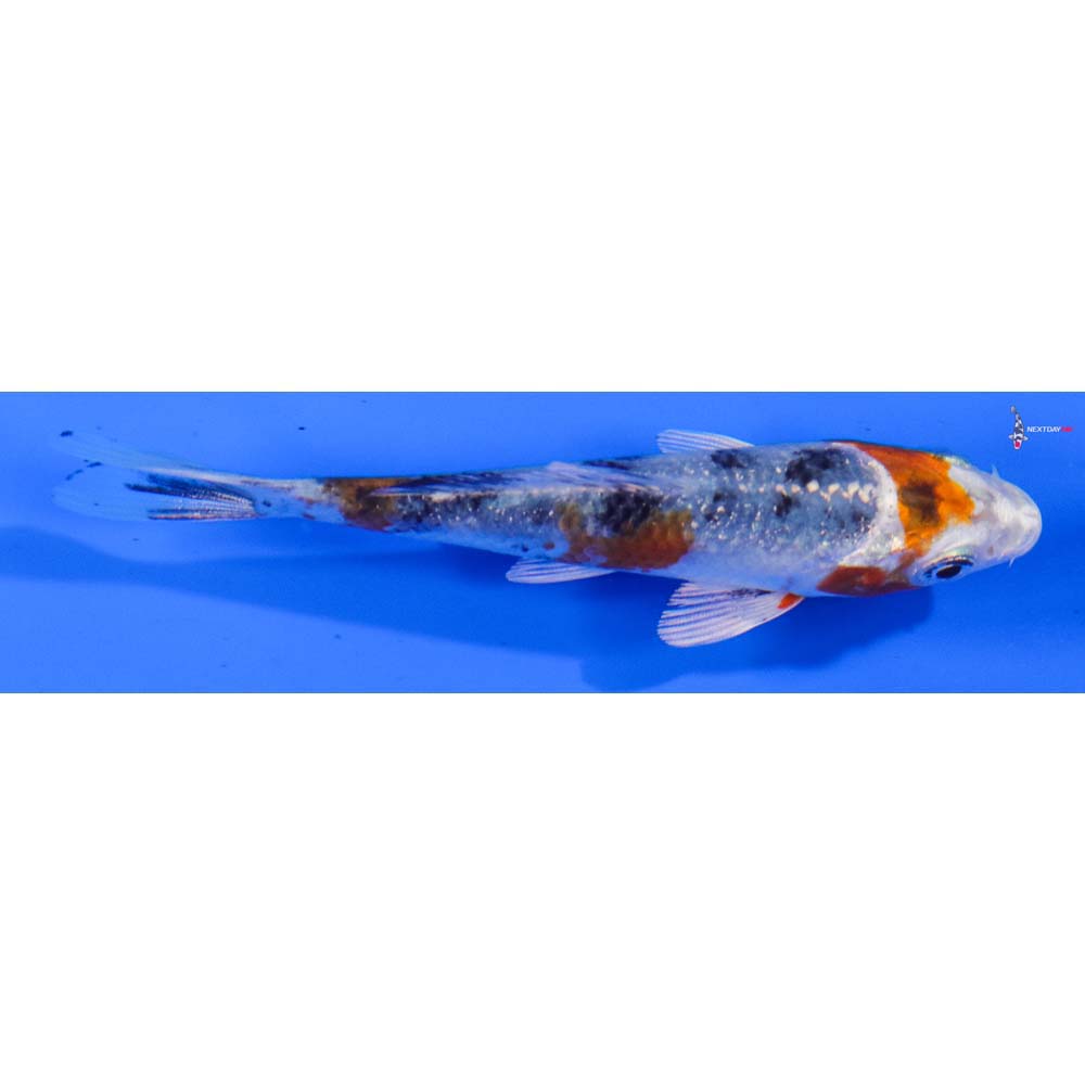 4” Imported Yamato Nishiki