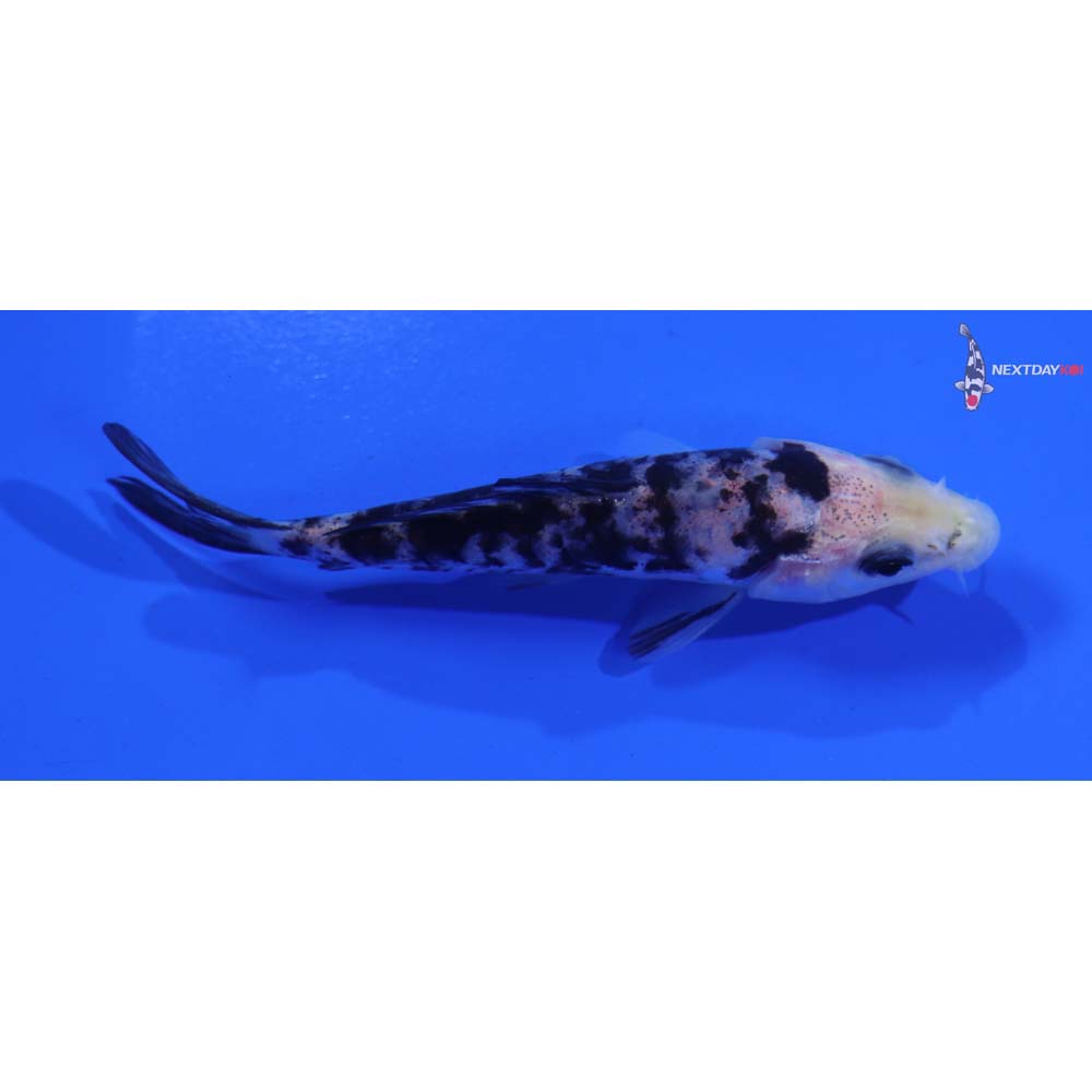 3.5” Imported Doitsu Shiro Bekko