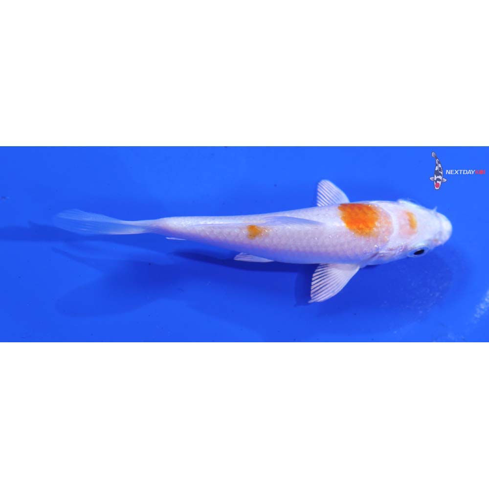 3.5” Imported Hariwake