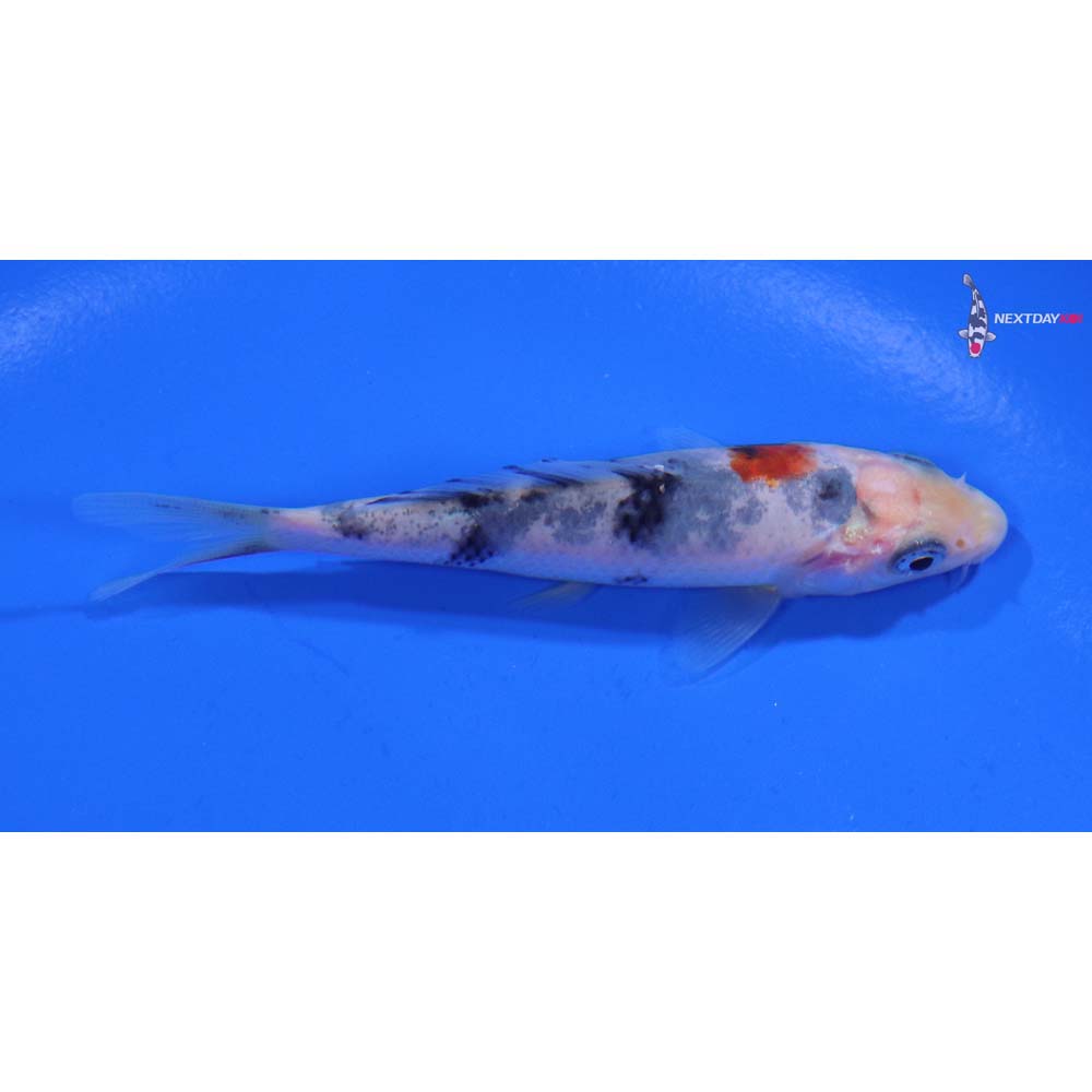3.5” Imported Shiro Bekko