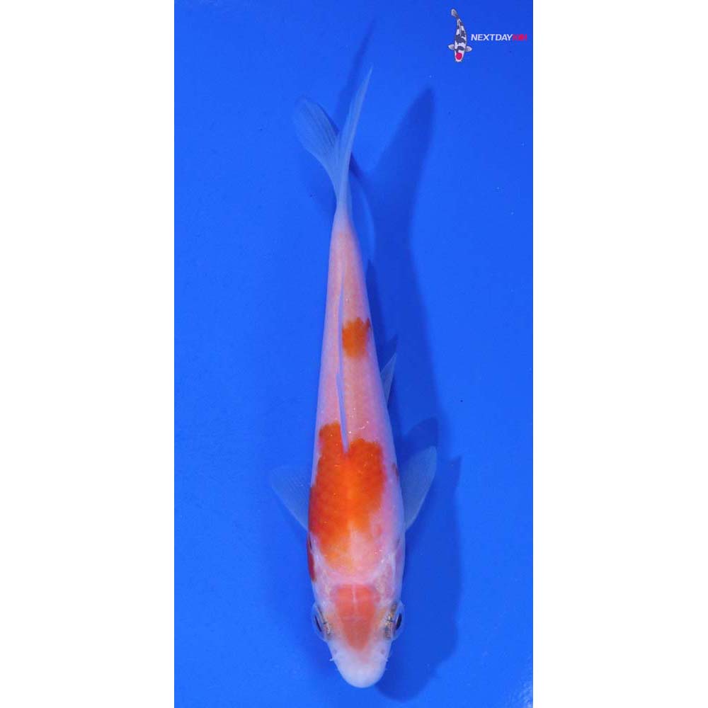 3.5” Imported Kohaku