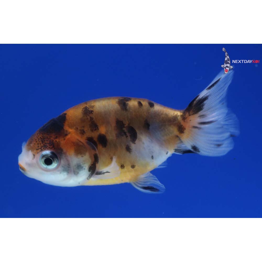 2” Imported Calico Ranchu