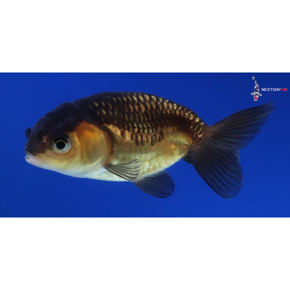 2” Imported Red and Black Ranchu