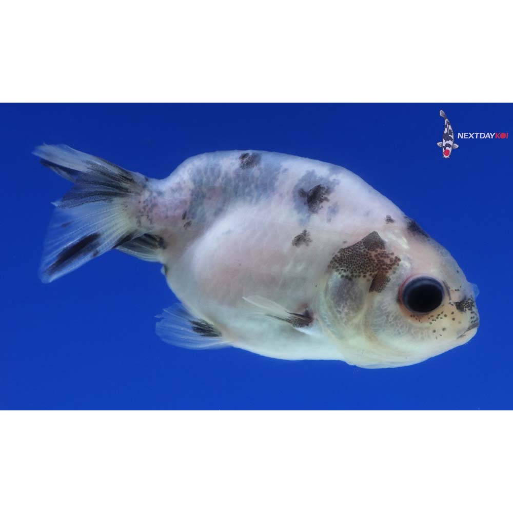 2” Imported Calico Ranchu