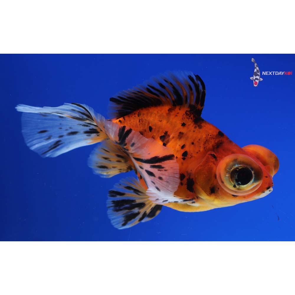 4” Imported Calico Telescope Fantail