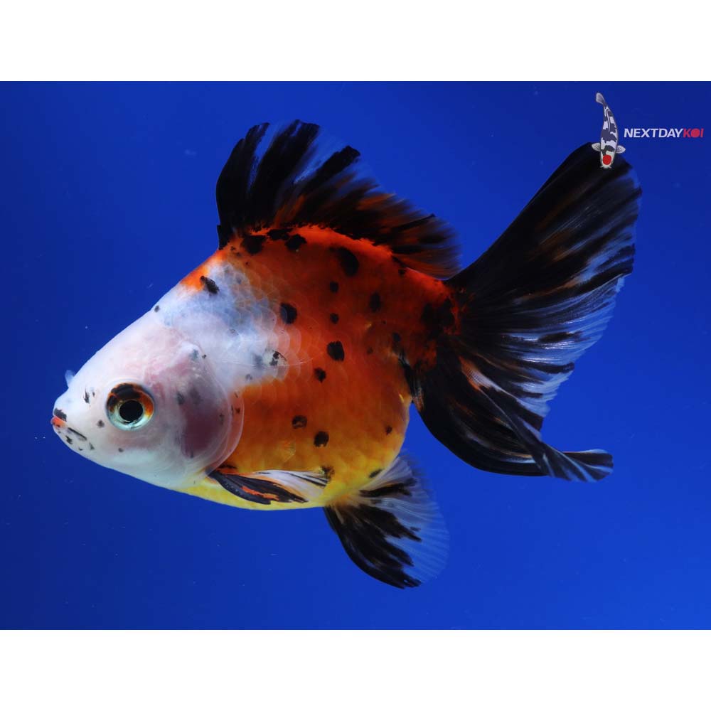 3.5” Imported Male Calico Ryukin