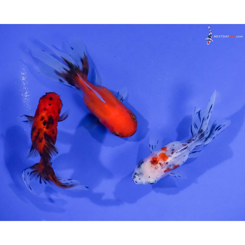 Lot of (3) 3-4” Imported Calico Oranda