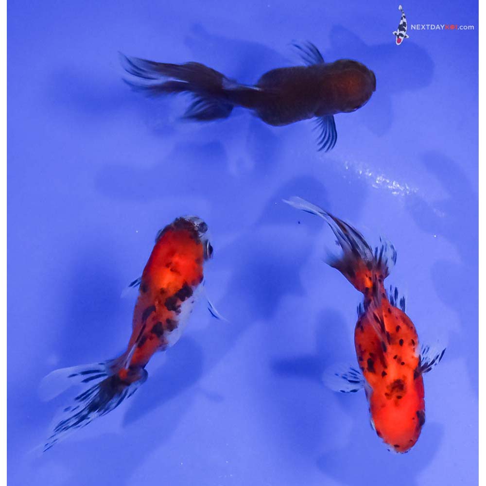 Lot of (3) 3-4” Imported Calico Oranda