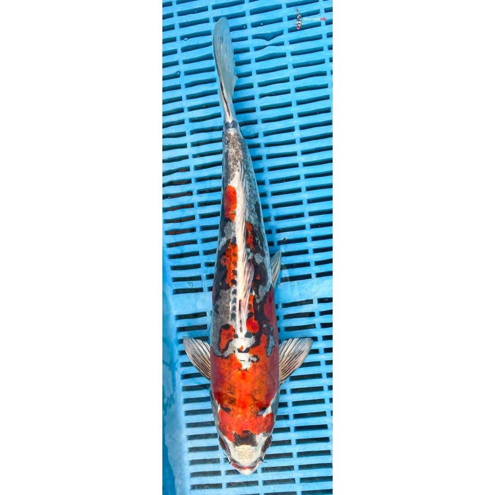 14-16” Imported Kin Kikokuryu