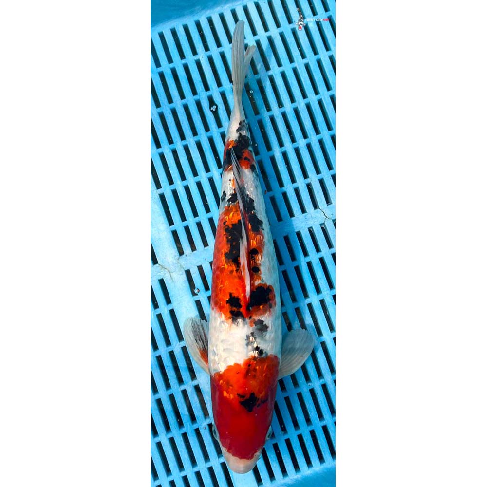 14-16” Imported Gin Rin Sanke