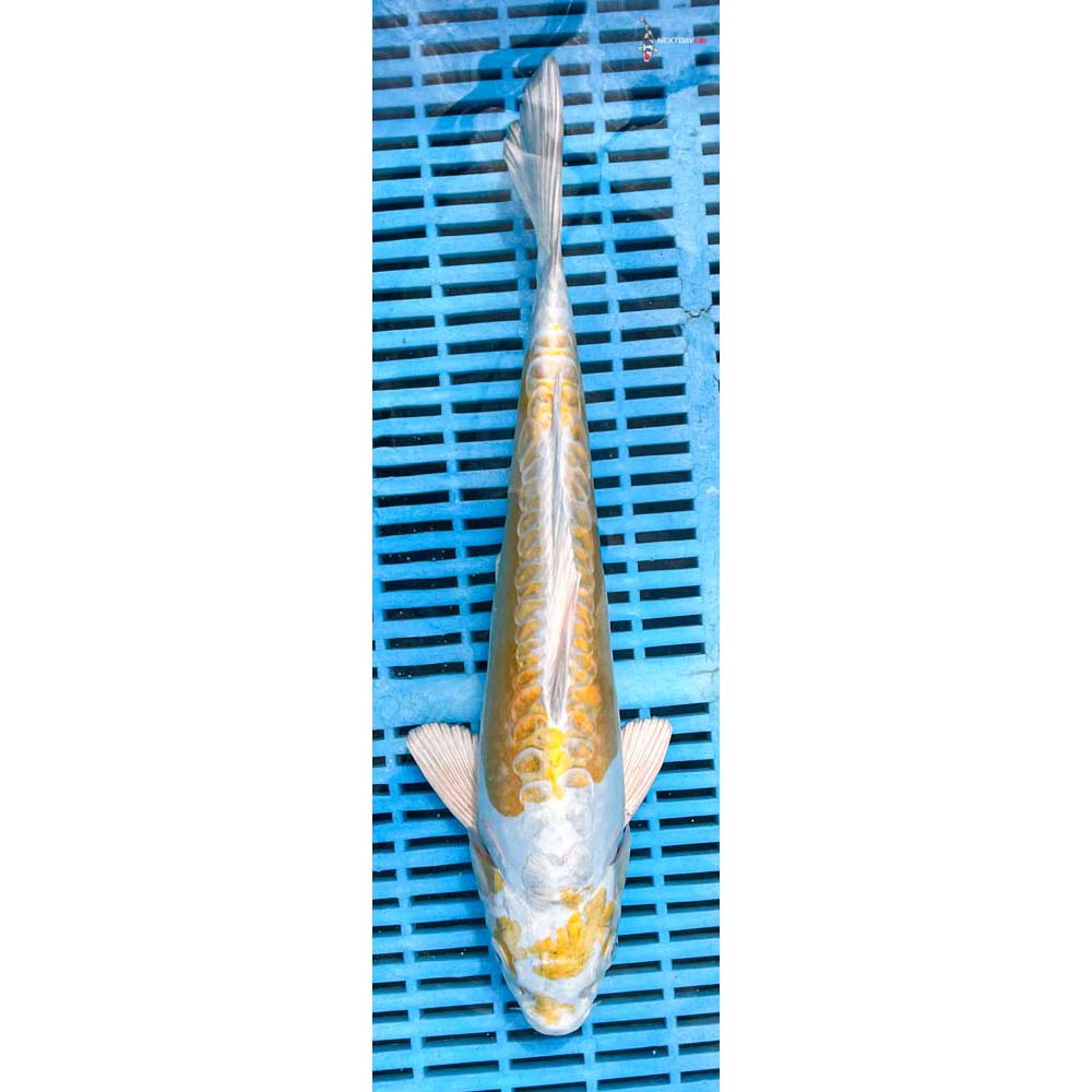 14-16” Imported Doitsu Lemon Hariwake