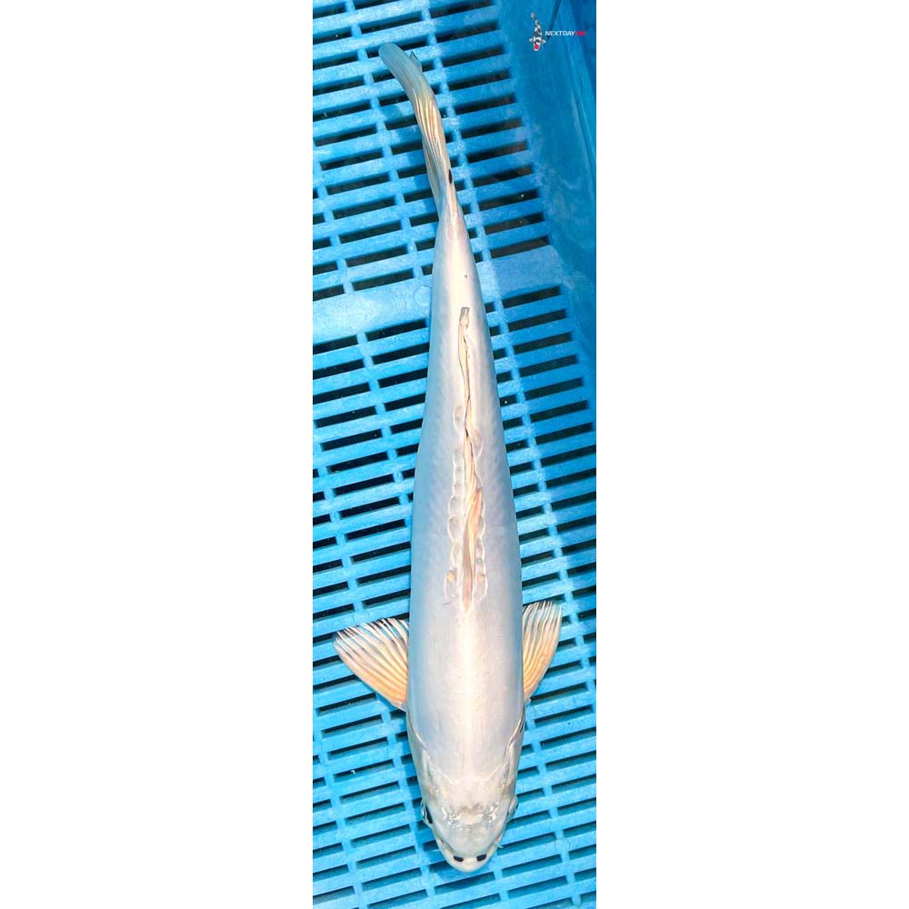 14-16” Imported Doitsu Platinum Ogon