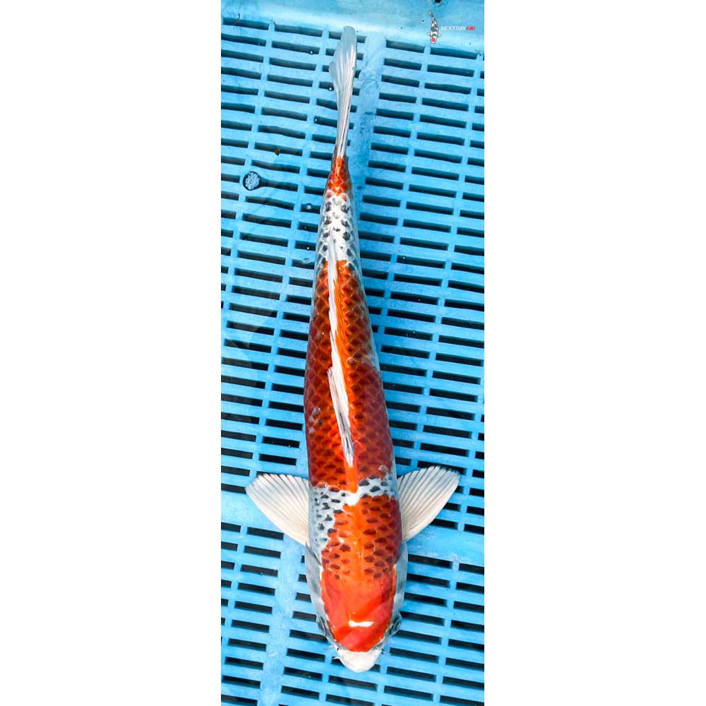 14-16” Imported Kujaku