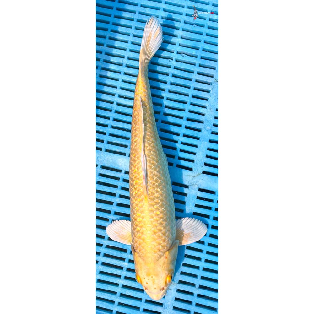 14-16” Imported Gin Rin Yamabuki Ogon
