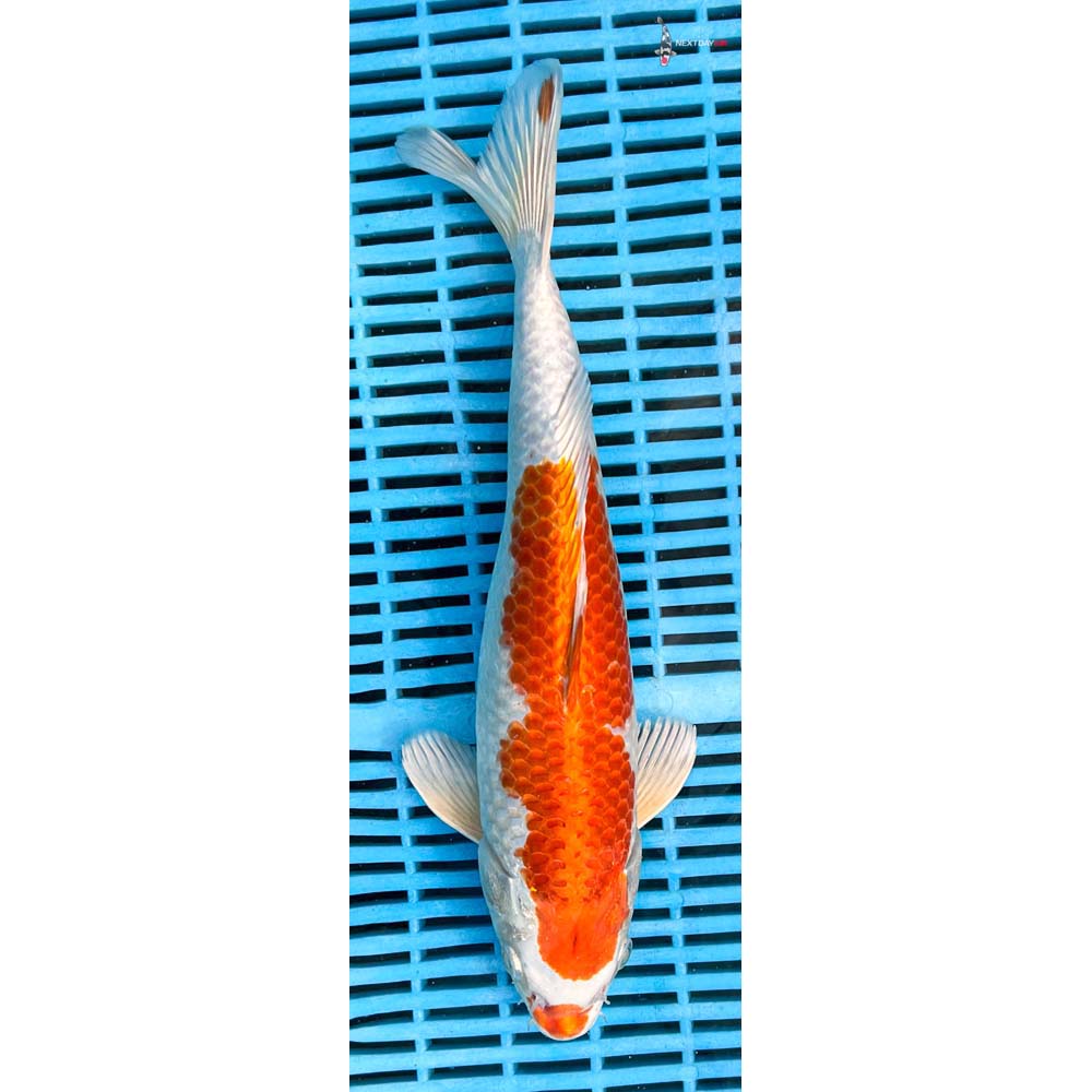 14-16” Imported Hariwake