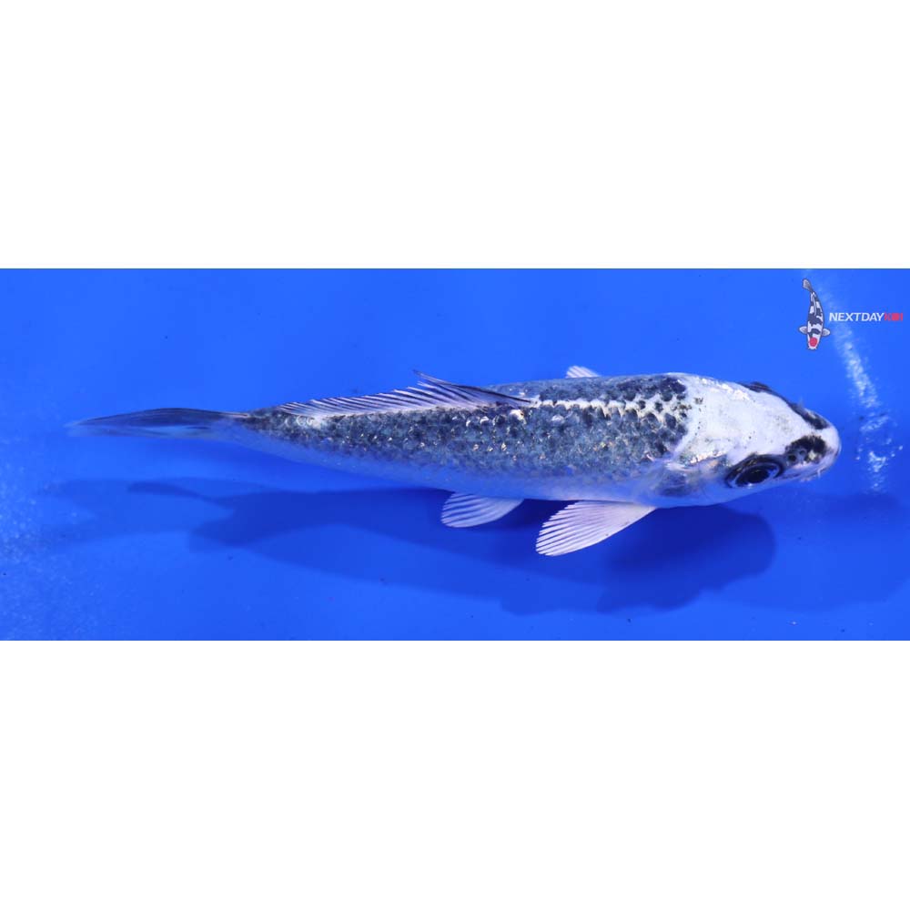 4” Imported Gin Matsuba