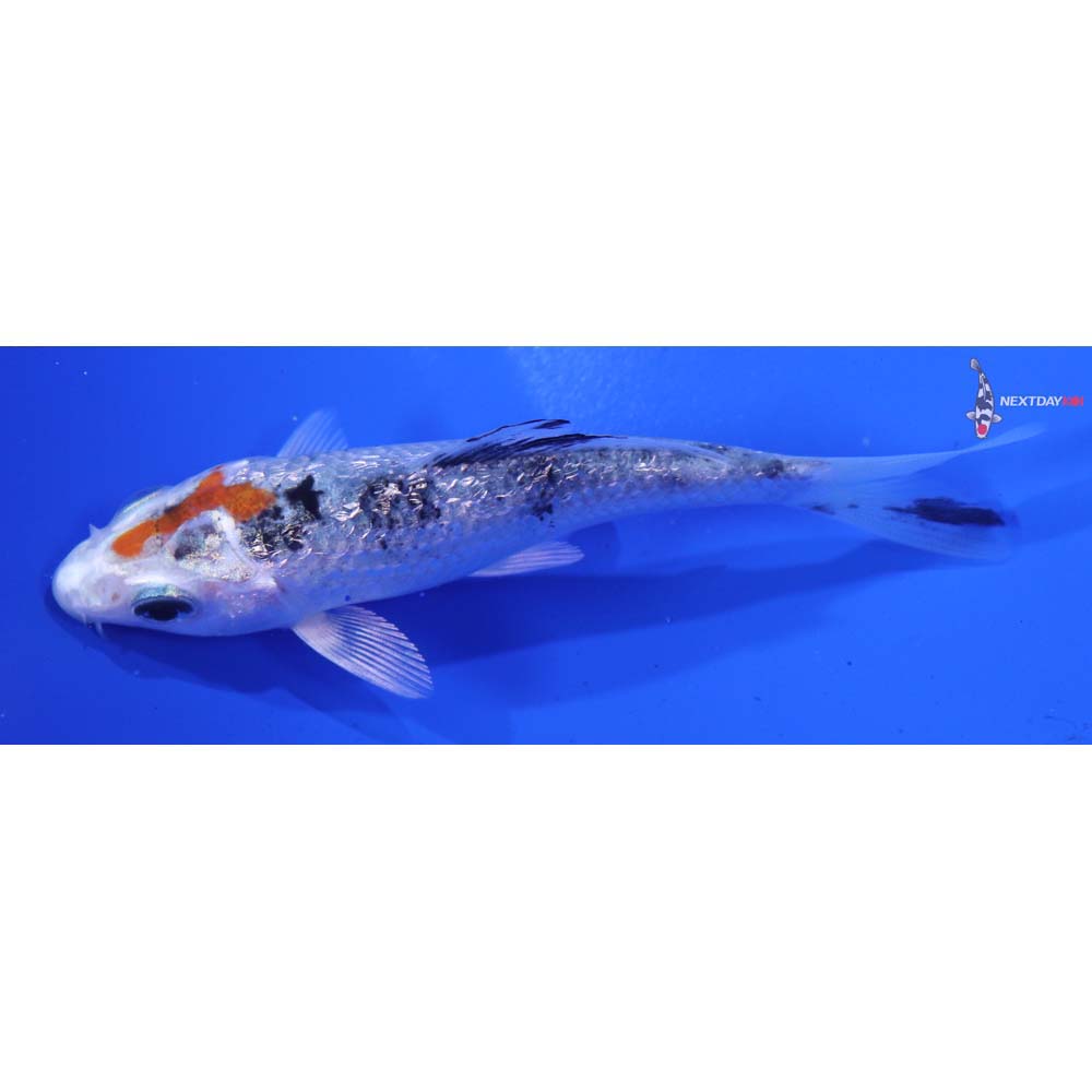 3.5” Imported Gin Rin Yamato Nishiki