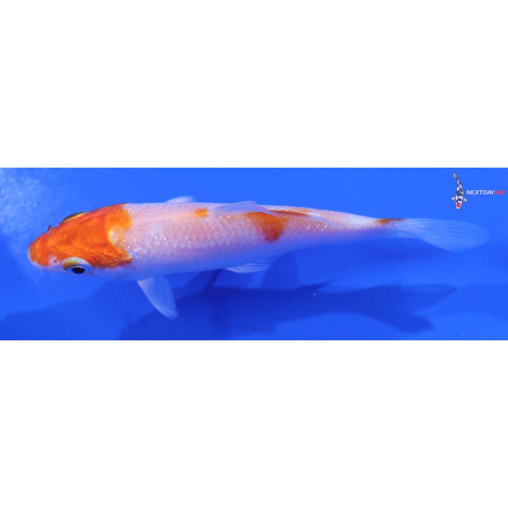 3.5” Imported Hariwake