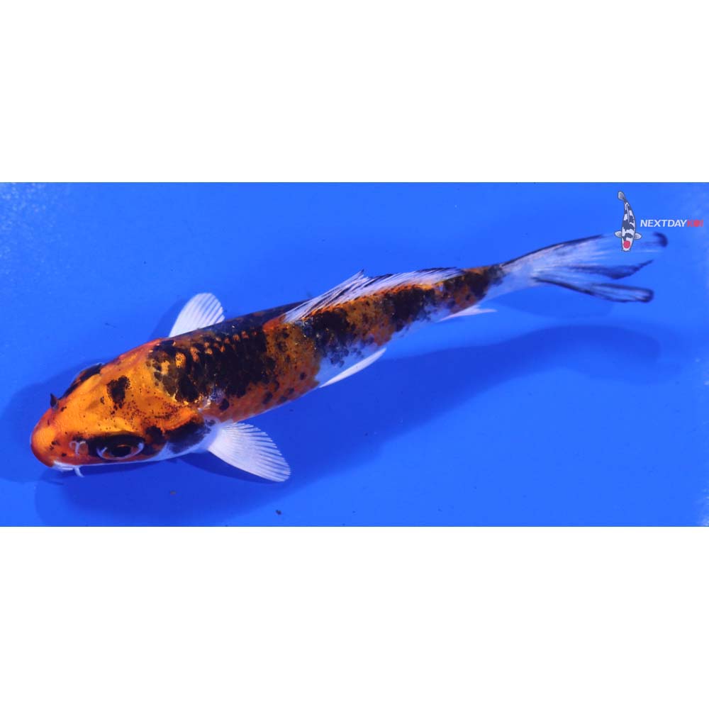 3.5” Imported Yamato Nishiki