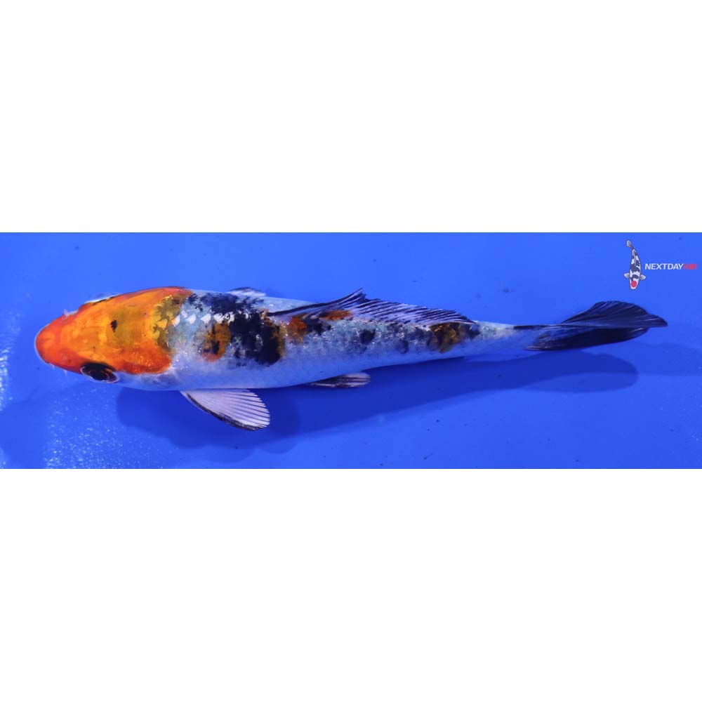 3.5” Imported Yamato Nishiki
