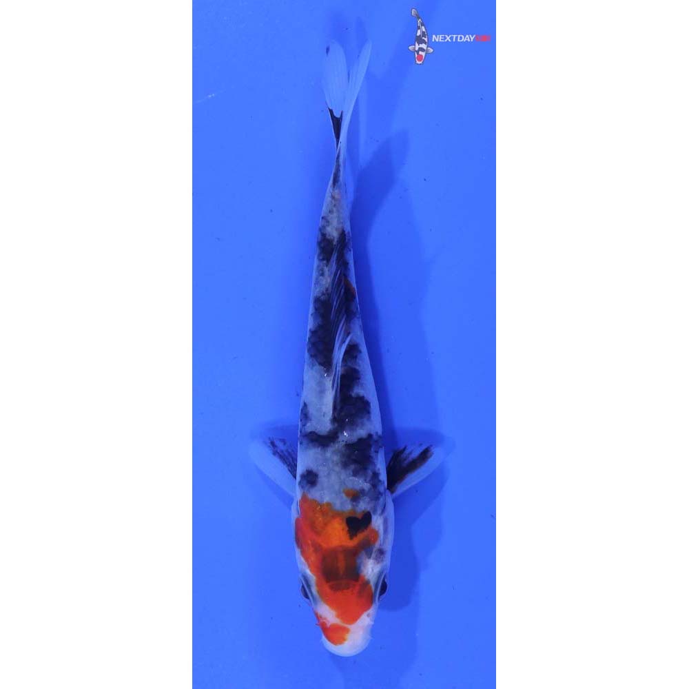3.5” Imported Sanke