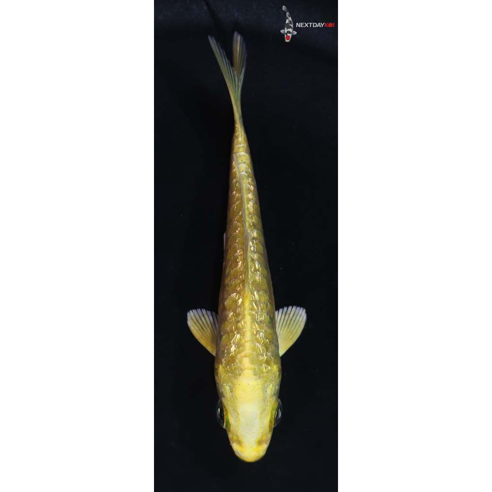 3.5” Imported Gin Rin Yamabuki Ogon