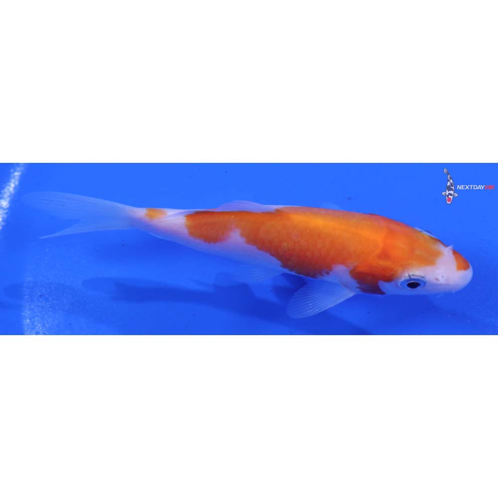 4” Imported Kohaku
