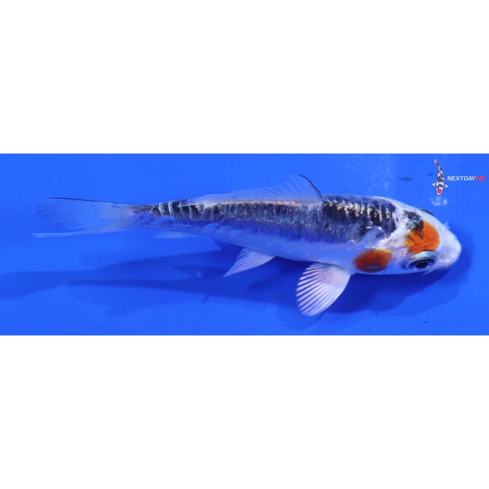 3” Imported Doitsu Blue Kujaku