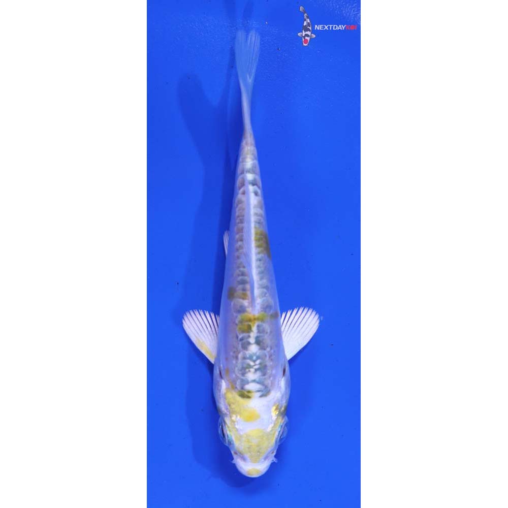 3.5” Imported Doitsu Kujaku