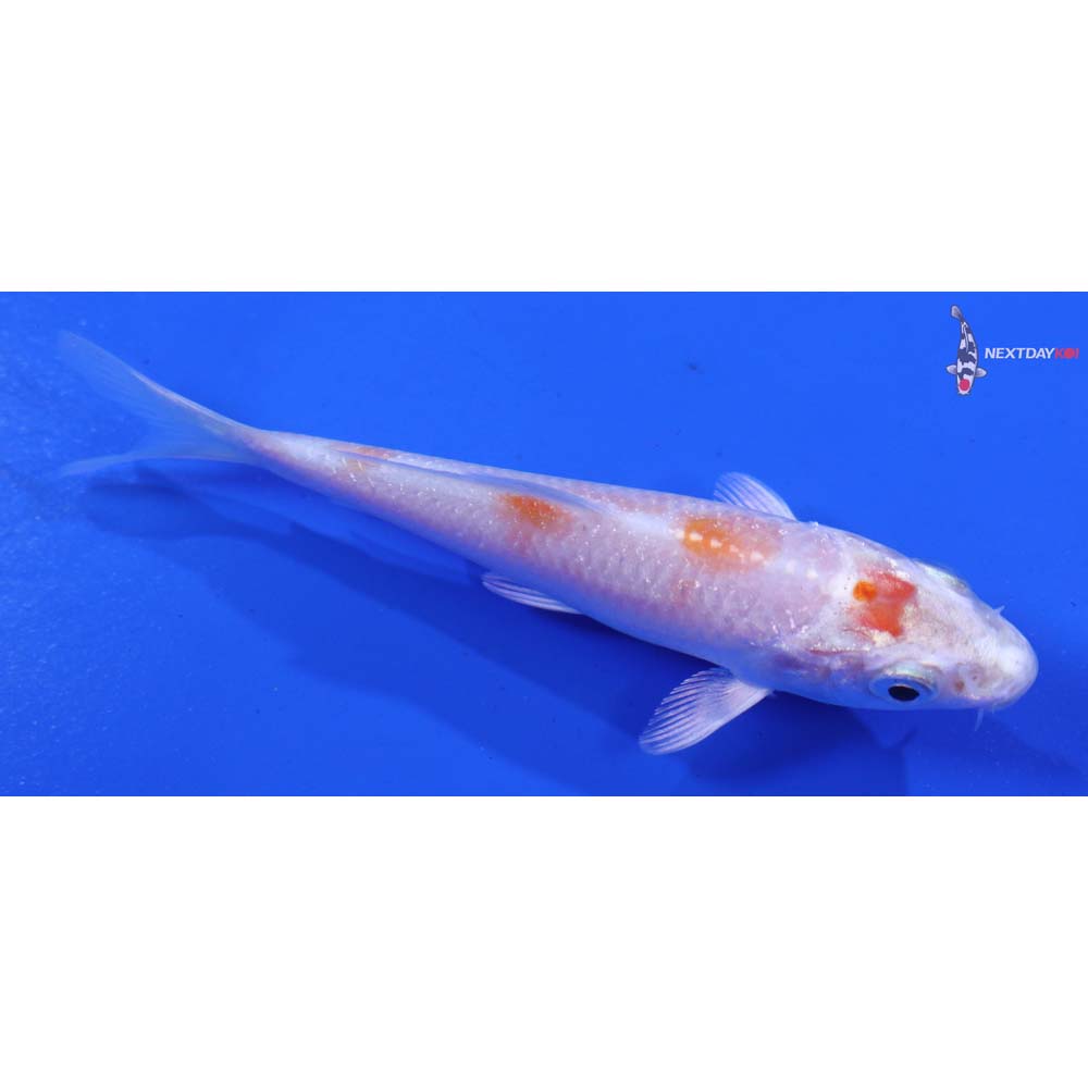 3.5” Imported Hariwake