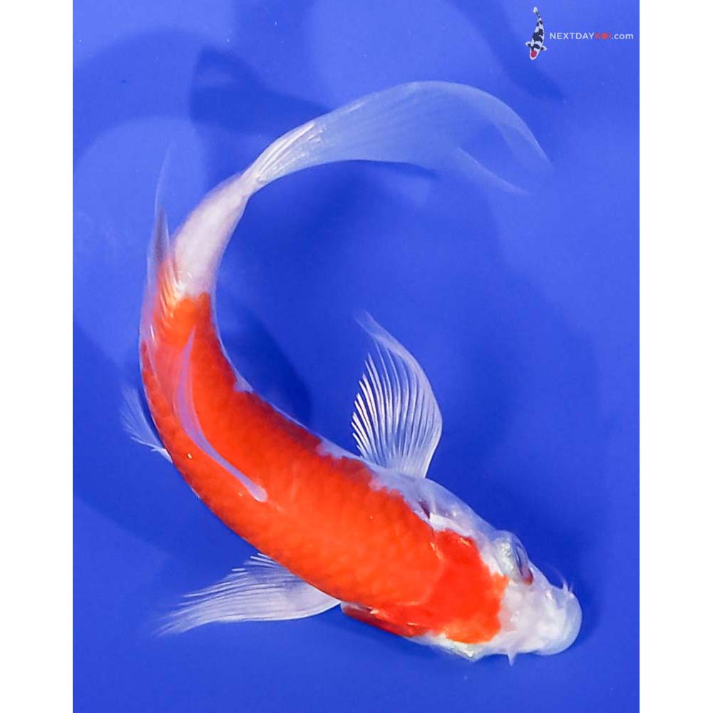 4.5” Imported Hariwake Butterfly Koi