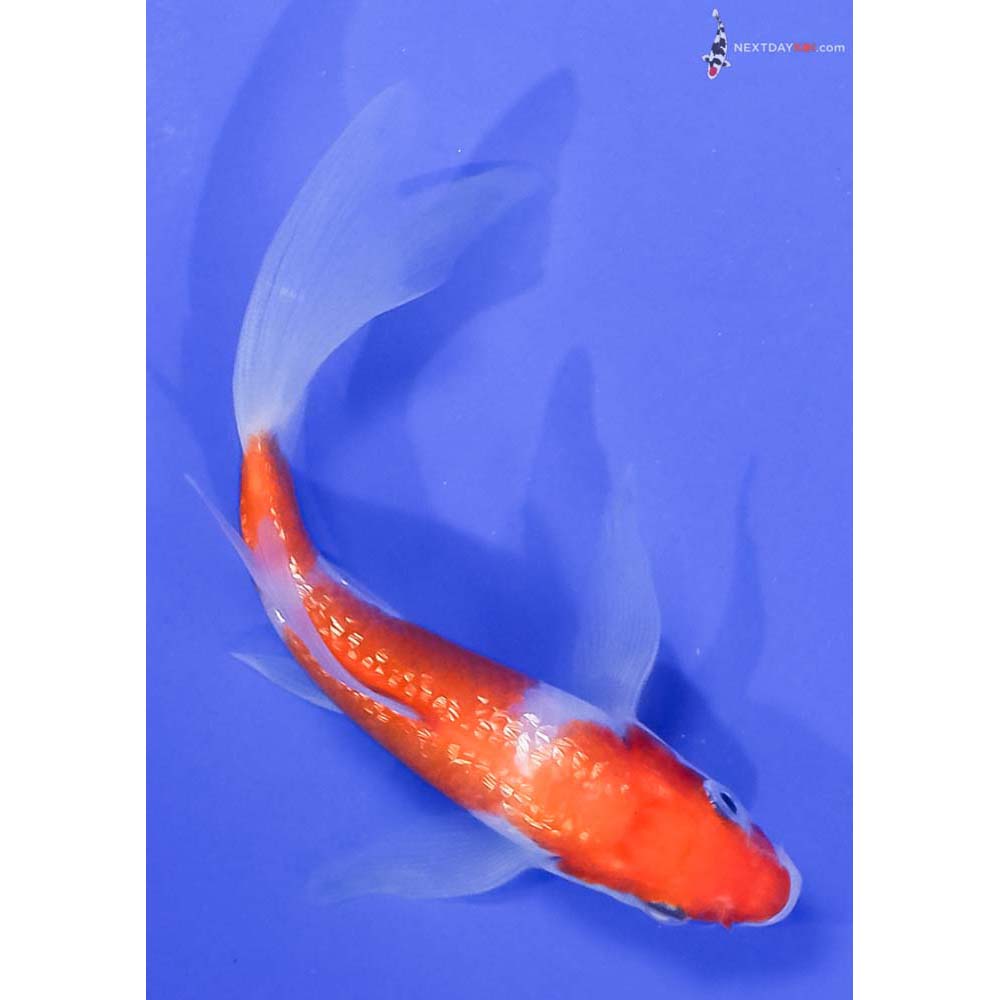 5” Imported Gin Rin Kohaku Butterfly Koi