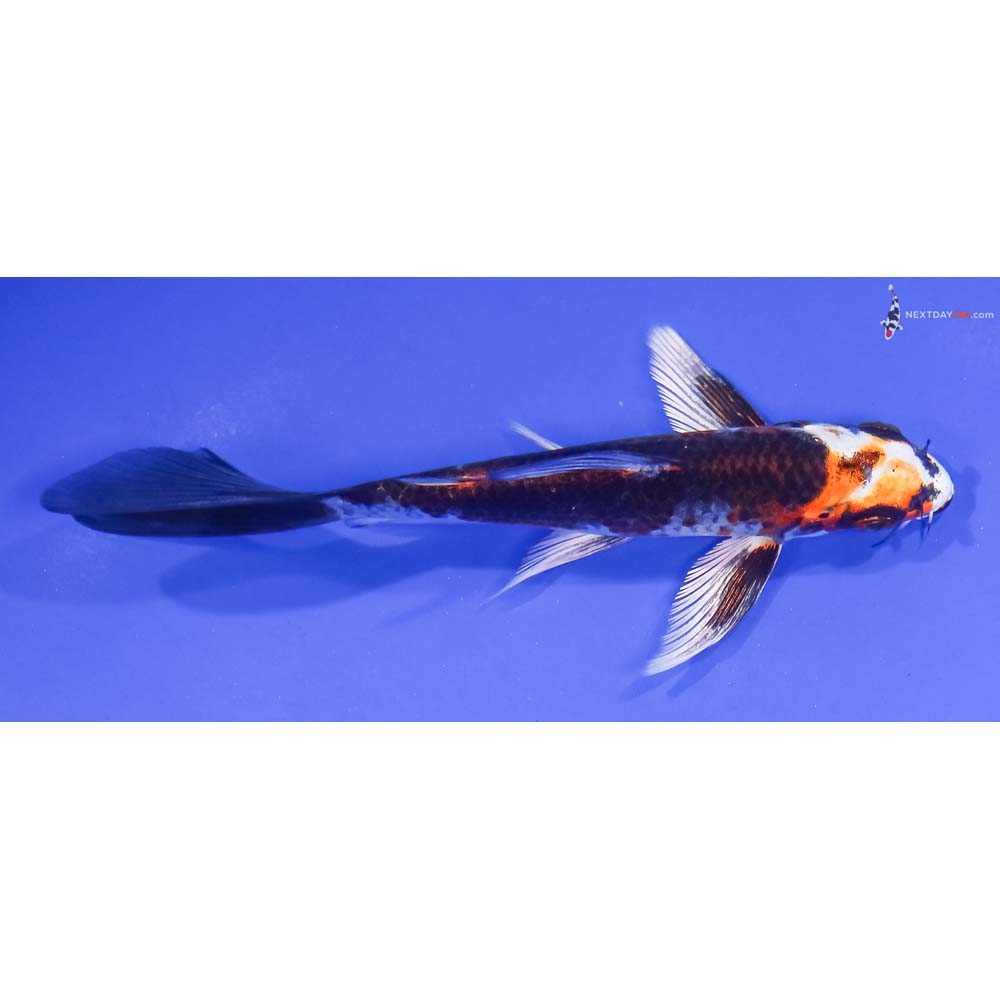5” Imported Kujaku Butterfly Koi