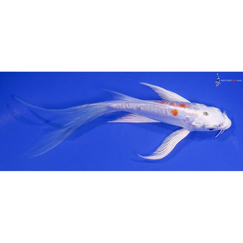 5.5” Imported Kikusui Butterfly Koi