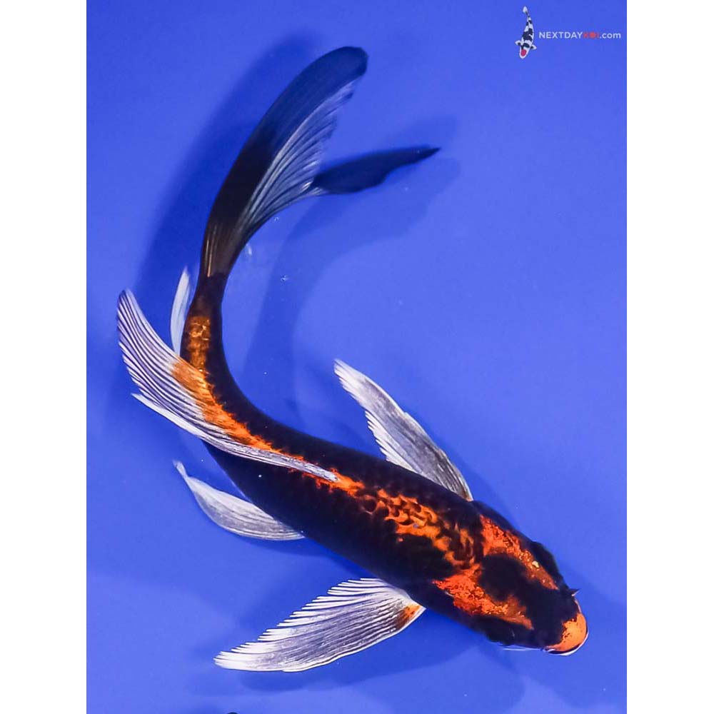 6” Imported Orenji Matsuba Butterfly Koi