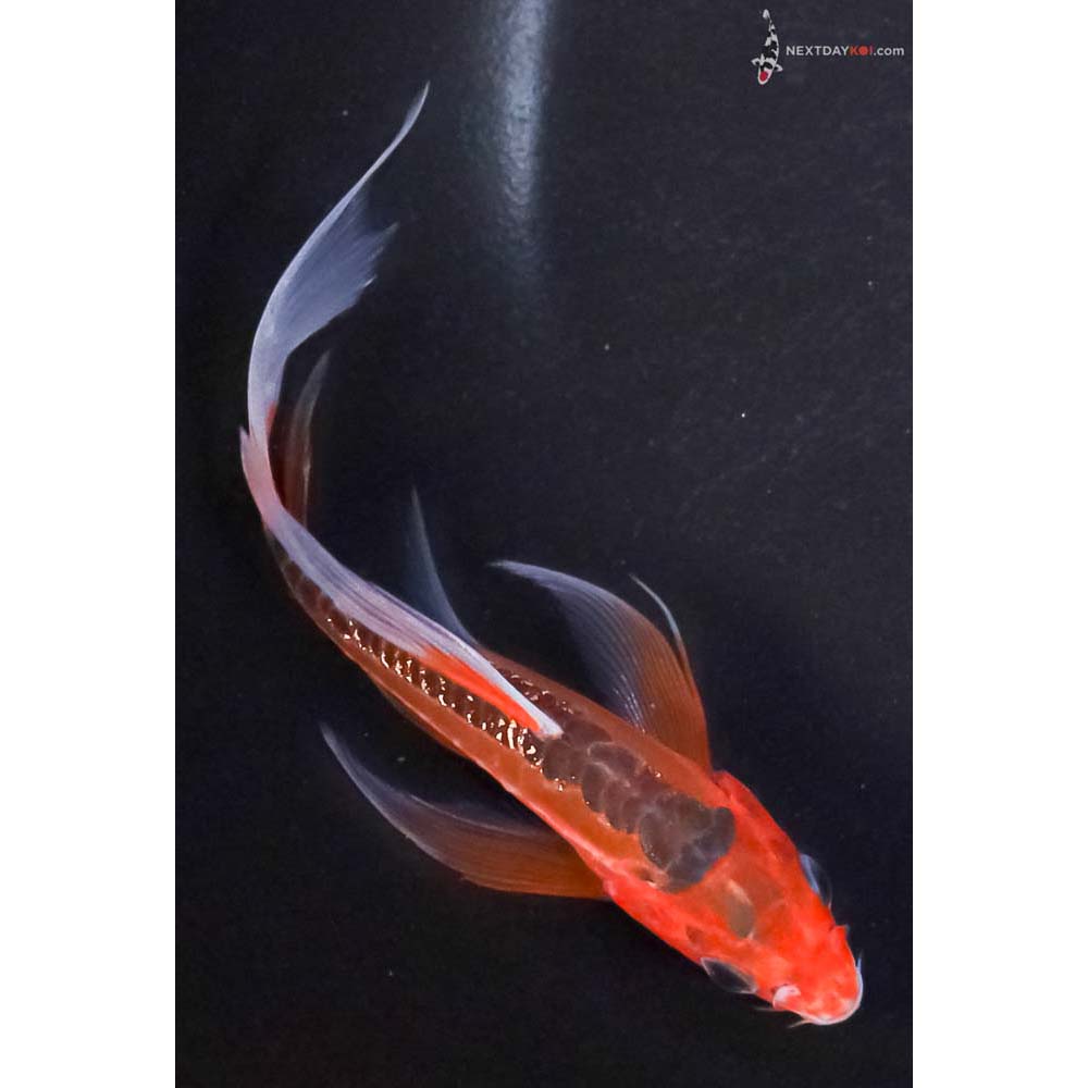 4.5” Imported Hana Shusui Butterfly Koi