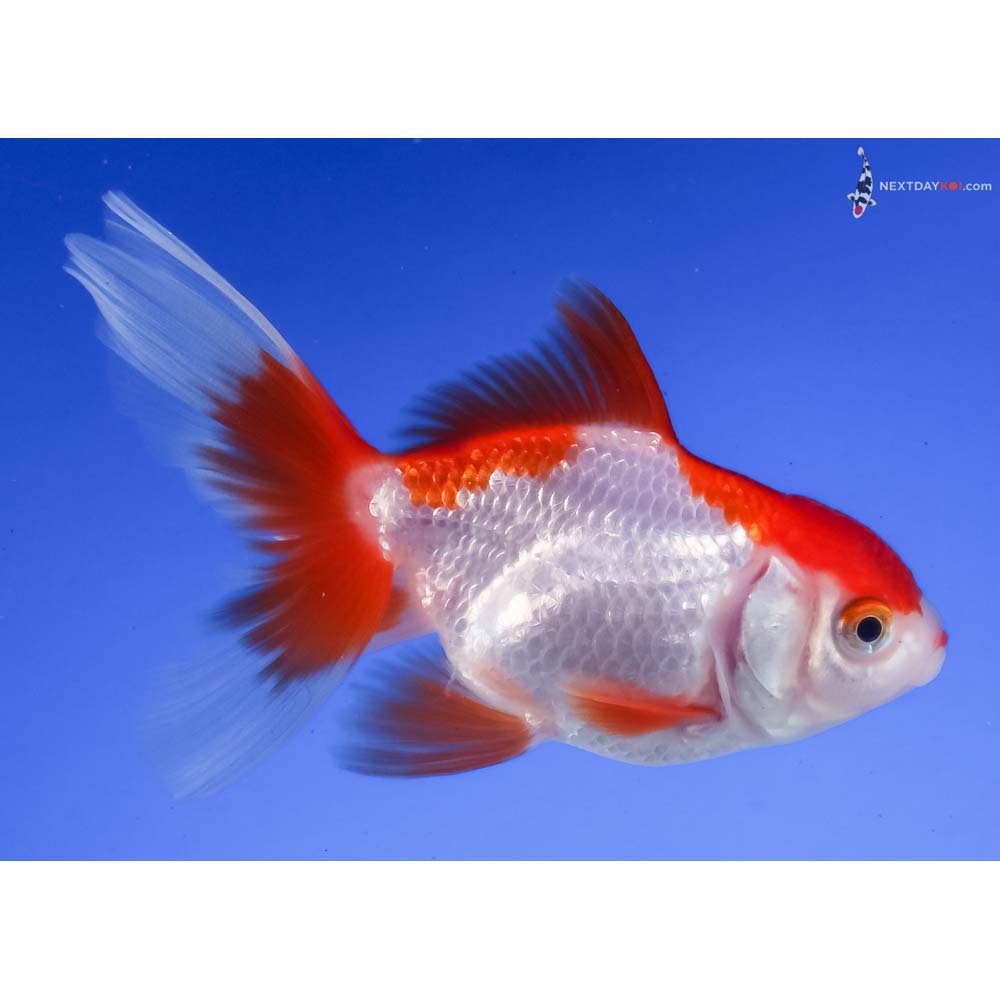 3.5” Imported Red and White Oranda