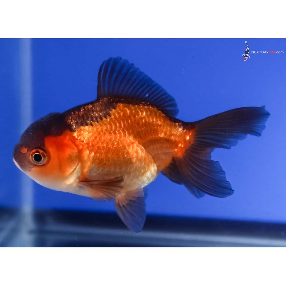 3.5” Imported Red and Black Oranda