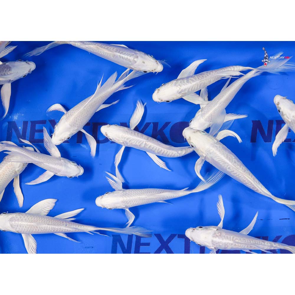 5-6" Imported Platinum Ogon Butterfly Koi Mix