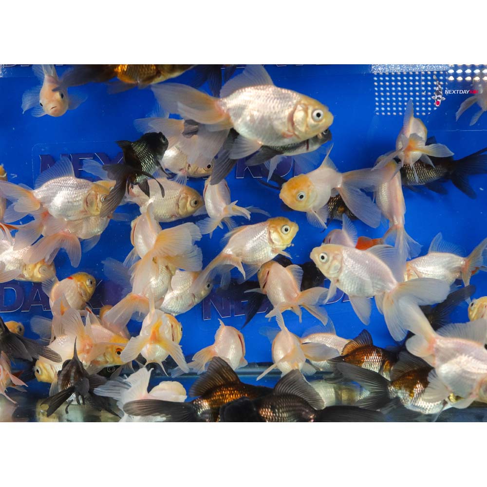 3-3.5" Imported Blue and White Oranda Goldfish