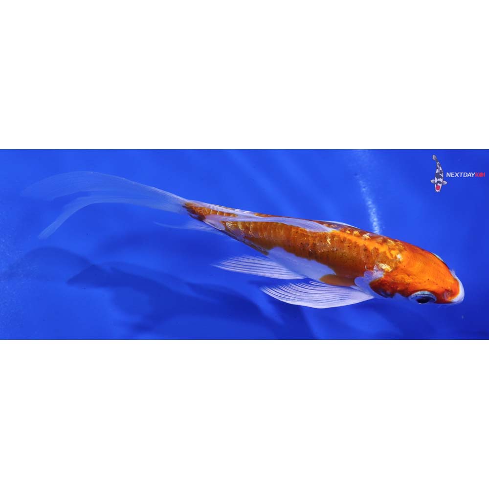 5.5” Imported Gin Rin Kikusui Butterfly Koi
