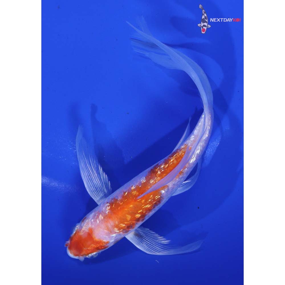 6” Imported Gin Rin Hariwake Butterfly Koi
