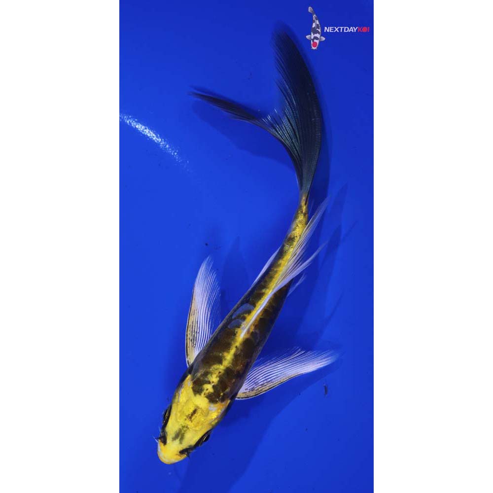 6” Imported Kin Kikokuryu Butterfly Koi