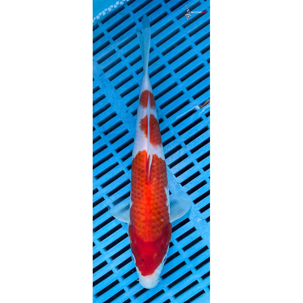 10-12” Imported Kohaku
