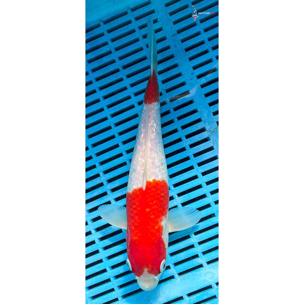 10-12” Imported Gin Rin Kohaku