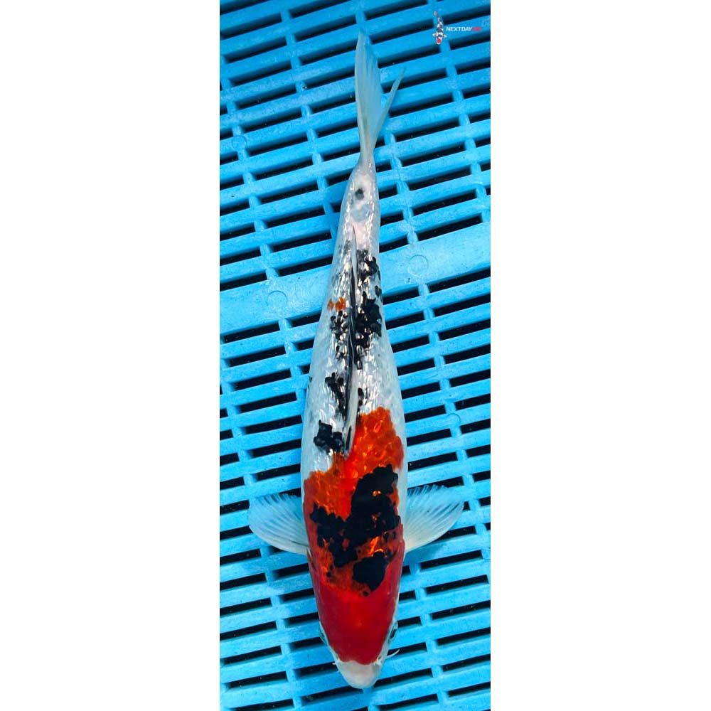 10-12” Imported Gin Rin Sanke